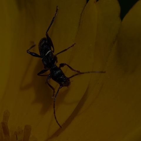 Black-legged Longhorn Beetle