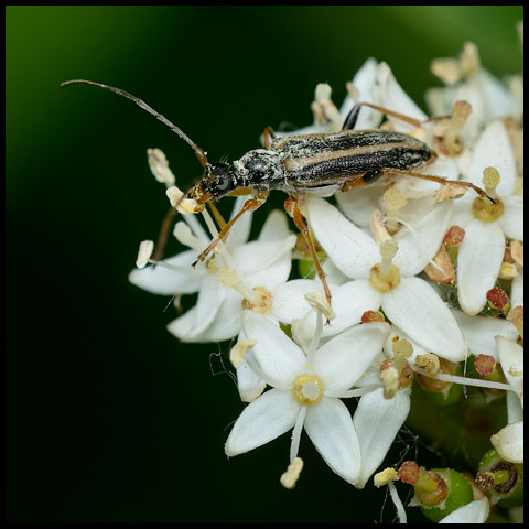 Dented Longhorn Beetle