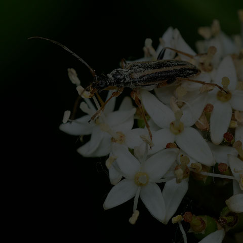 Dented Longhorn Beetle