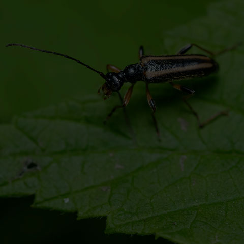 Dented Longhorn Beetle