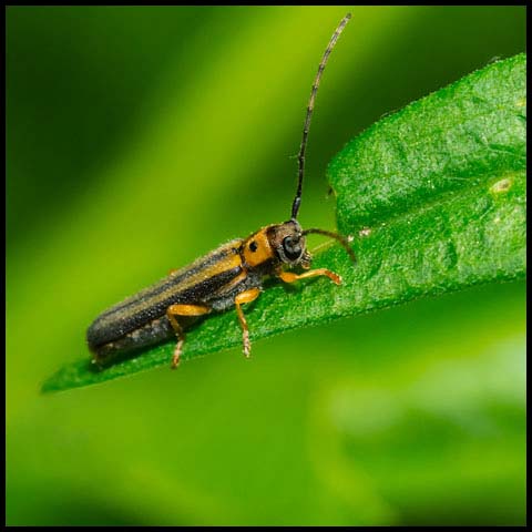 Dogwood Twig Borer