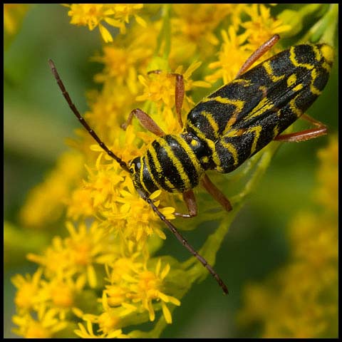 Locust Borer Beetle