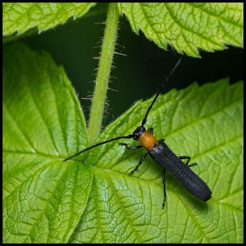 Raspberry Cane Borer