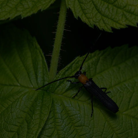 Raspberry Cane Borer