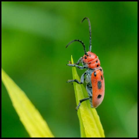 Red Milkweed Beetle