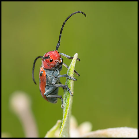 Red Milkweed Beetle