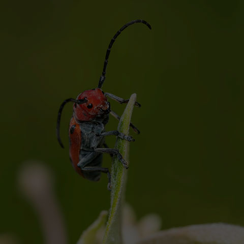 Red Milkweed Beetle