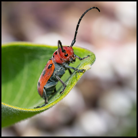 Red Milkweed Beetle