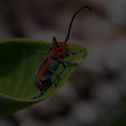 Red Milkweed Beetle