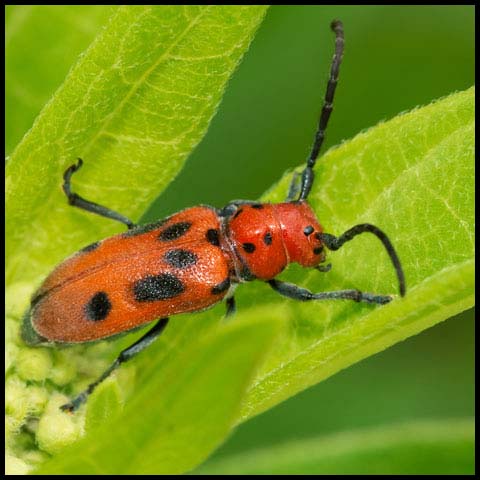Red Milkweed Beetle