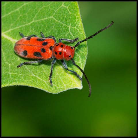 Red Milkweed Beetle