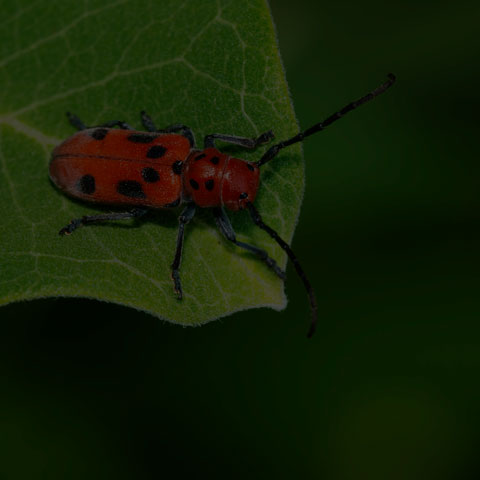 Red Milkweed Beetle