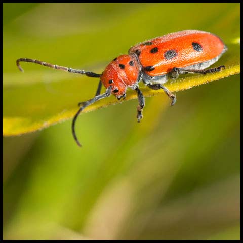 Red Milkweed Beetle