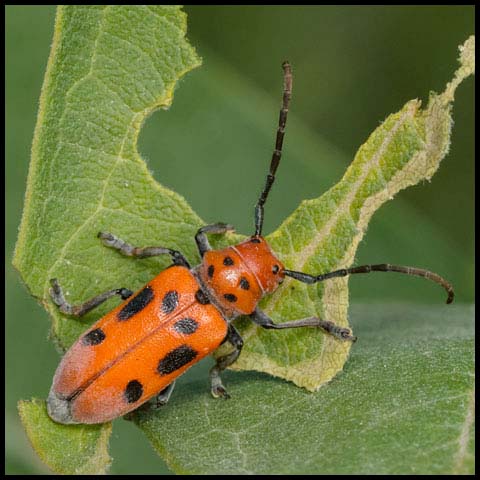 Red Milkweed Beetle