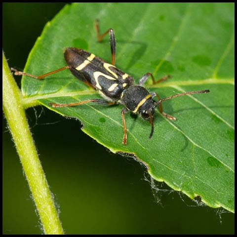 Round-necked Longhorn Beetle