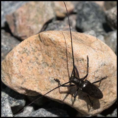 White-spotted Sawyer Beetle