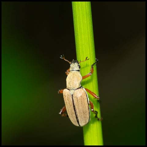 American Rose Chafer