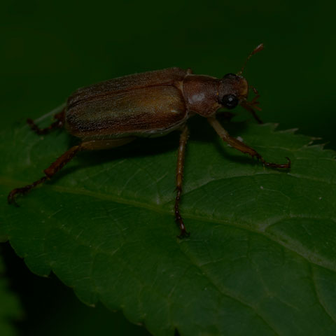 Bronzed Chafer