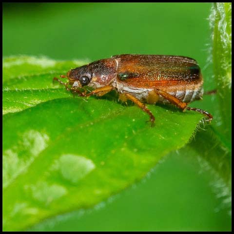 Bronzed Chafer