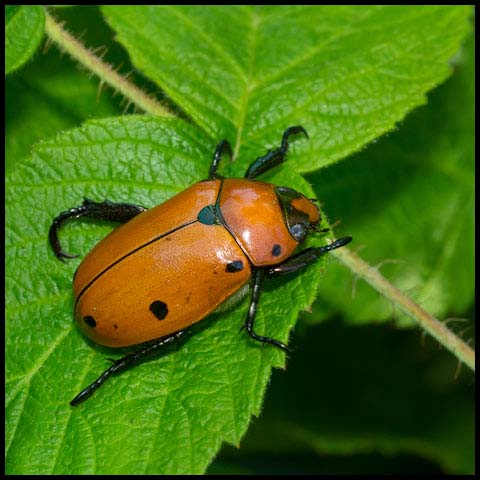 Grapevine Beetle