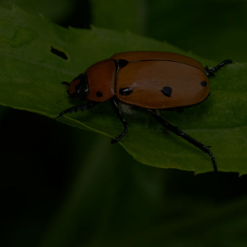 Grapevine Beetle