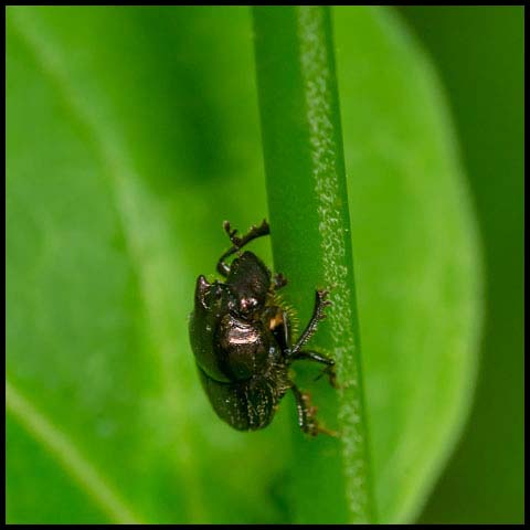 Green-bronze Dung Beetle