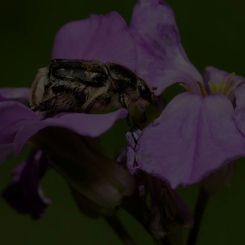 Hairy Flower Scarab