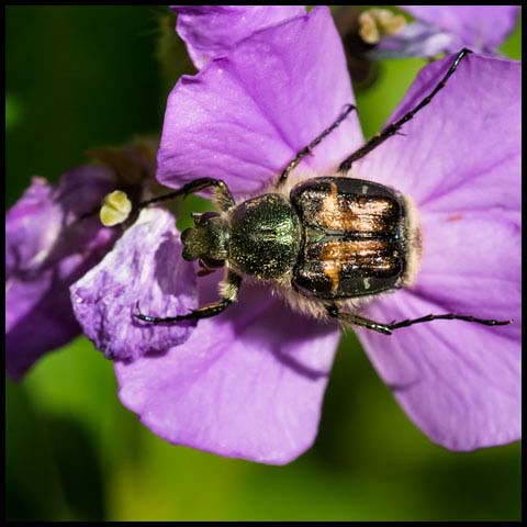 Hairy Flower Scarab