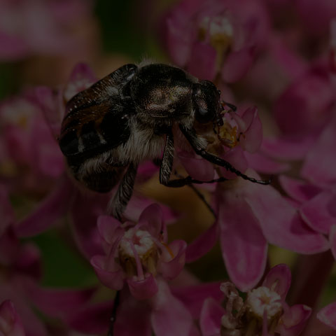 Hairy Flower Scarab