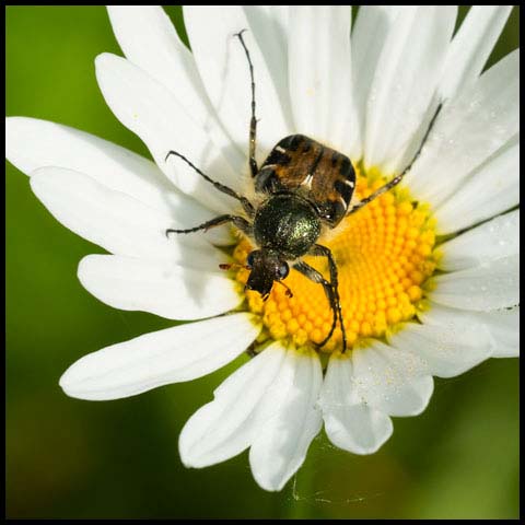 Hairy Flower Scarab