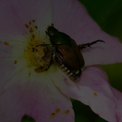 Japanese Beetle