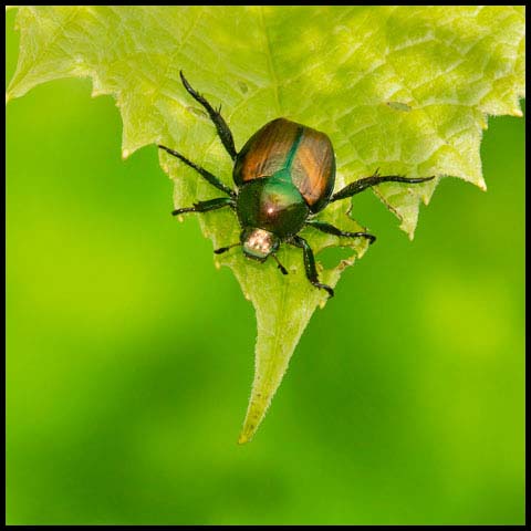 Japanese Beetle