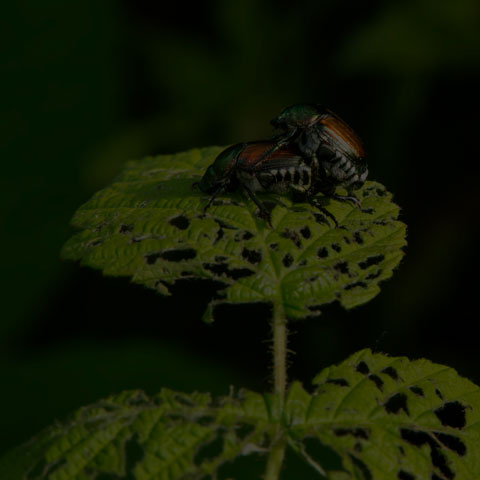 Japanese Beetle