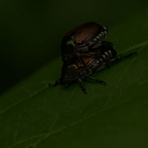 Japanese Beetle