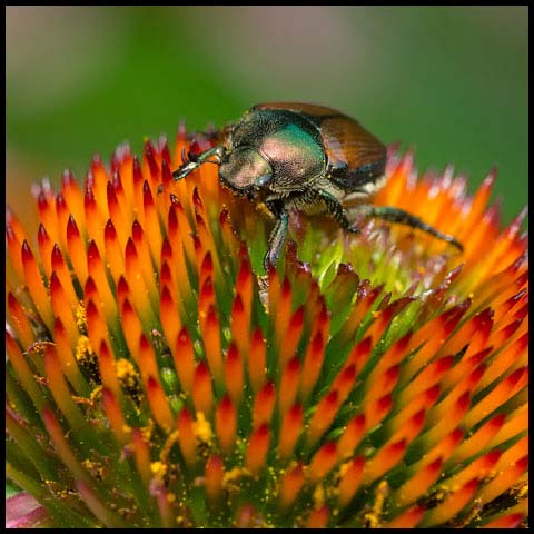 Japanese Beetle