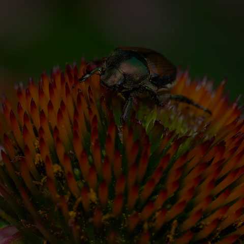 Japanese Beetle