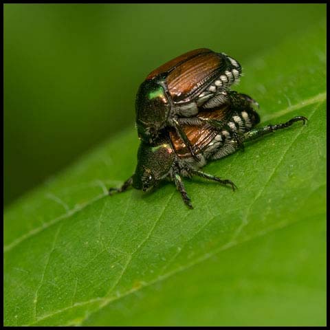 Japanese Beetle