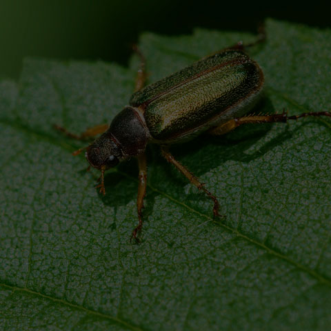 Linear Junebug