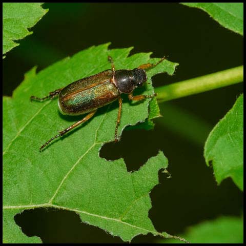 Linear Junebug