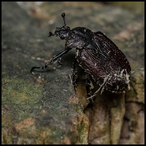 Rough Hermit Beetle