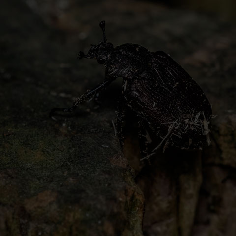 Rough Hermit Beetle