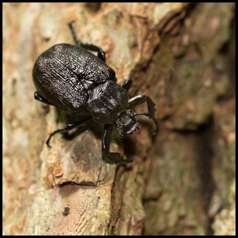 Rough Hermit Beetle