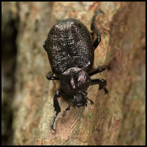 Rough Hermit Beetle