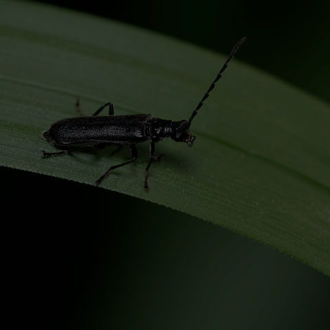 Black Soldier Beetle