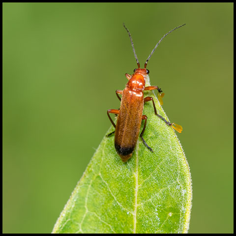 Common Red Soldier Beetle