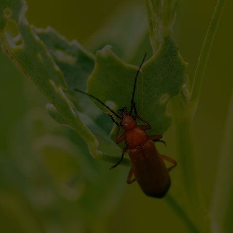 Common Red Soldier Beetle