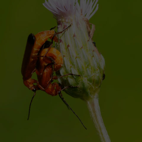 Common Red Soldier Beetle