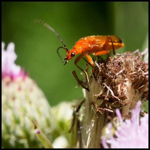 Common Red Soldier Beetle