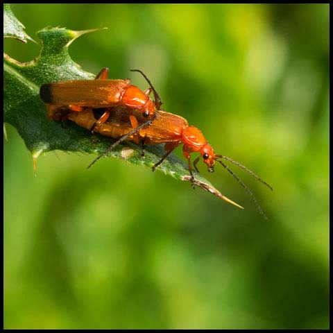 Common Red Soldier Beetle
