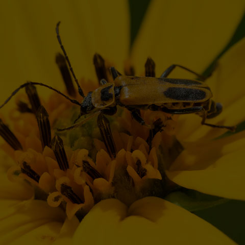 Goldenrod Soldier Beetle